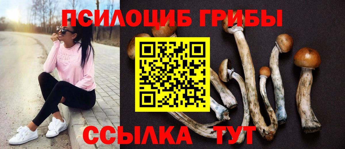 Псилоцибиновые грибы Psilocybe Тайшет